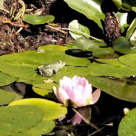 Сasa de vacaciones O Piñón *